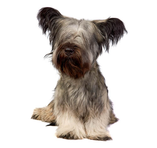 Skye terrier short sales hair